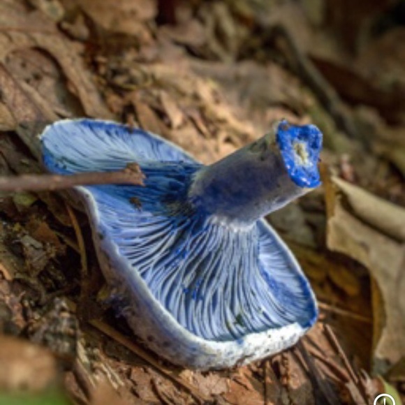 Meet your Posher, Rob - Picture 10 of 16